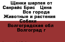 Щенки шарпея от Санрайс Брис › Цена ­ 30 000 - Все города Животные и растения » Собаки   . Волгоградская обл.,Волгоград г.